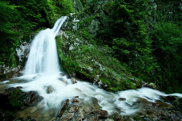 Foto de una cascada en el bosque verde