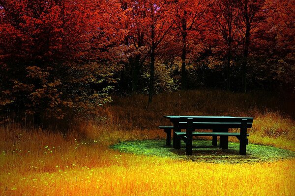 Landscape with a bench and a table in the autumn forest