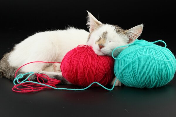 Lindo gato dormido. Enredos de hilos