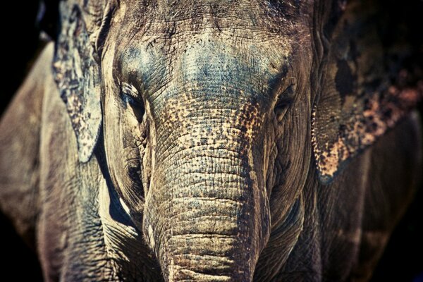 A cabeça de um elefante Velho