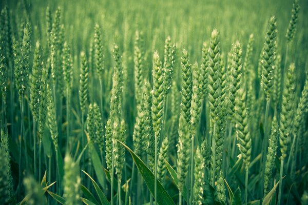 Свежая зелень молодой пшеницы