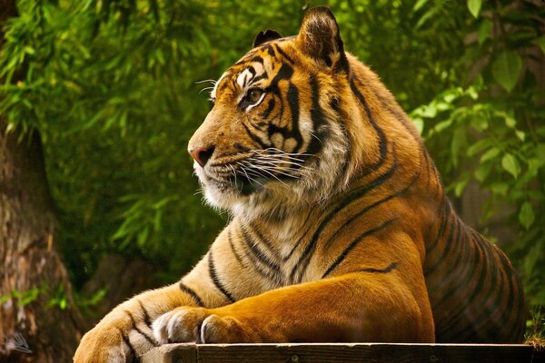 Dschungel Tierwelt große Katze Tiger