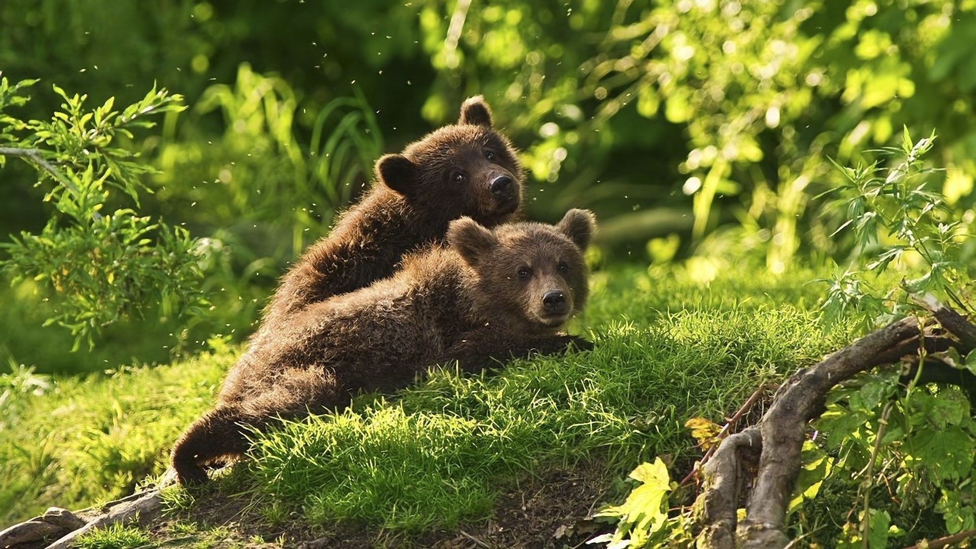 bears mammal wildlife nature grass outdoors wild animal fur wood park cute