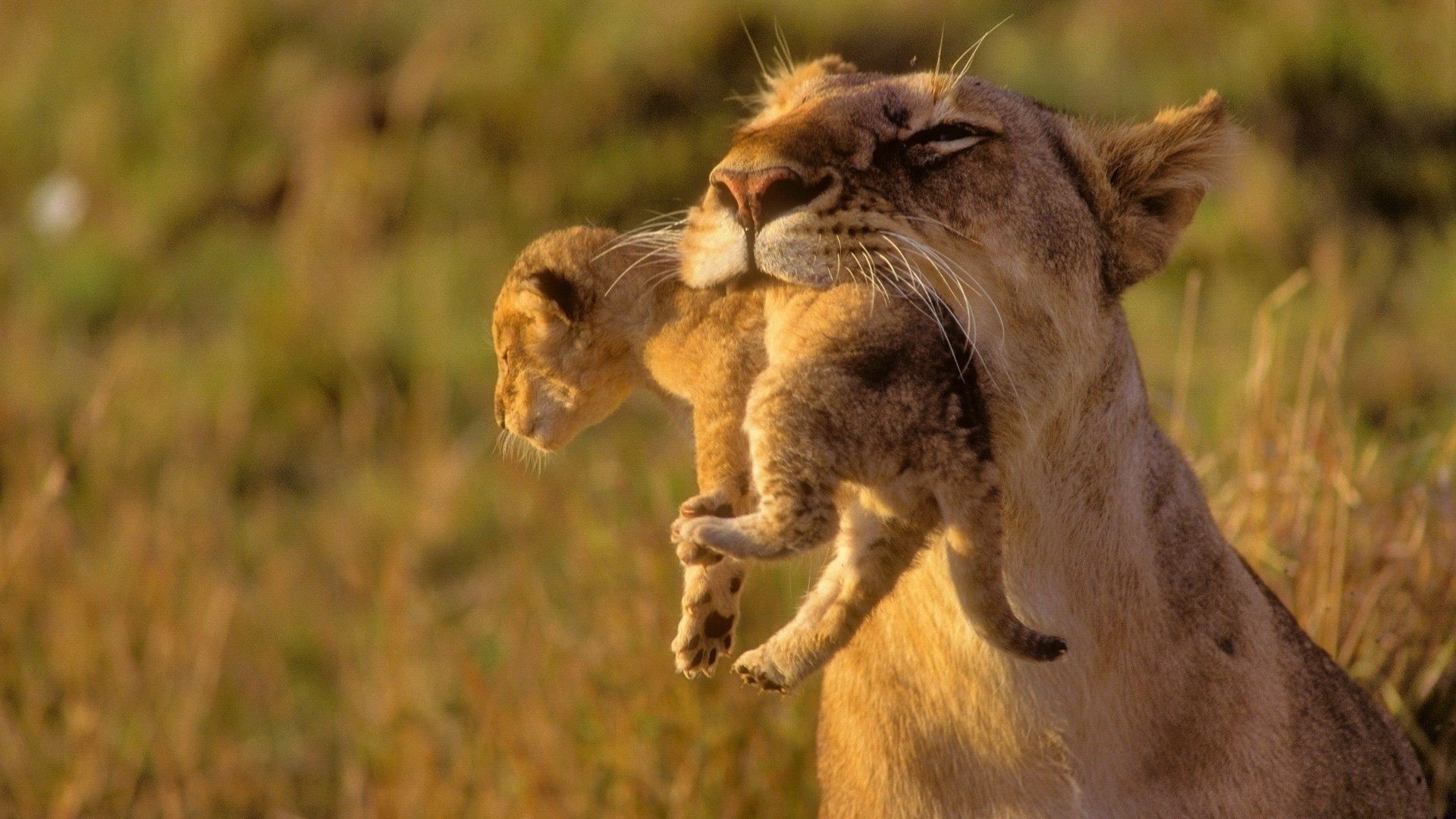 lions chat faune lion mammifère animal nature prédateur safari herbe lionne sauvage portrait grand chat mignon