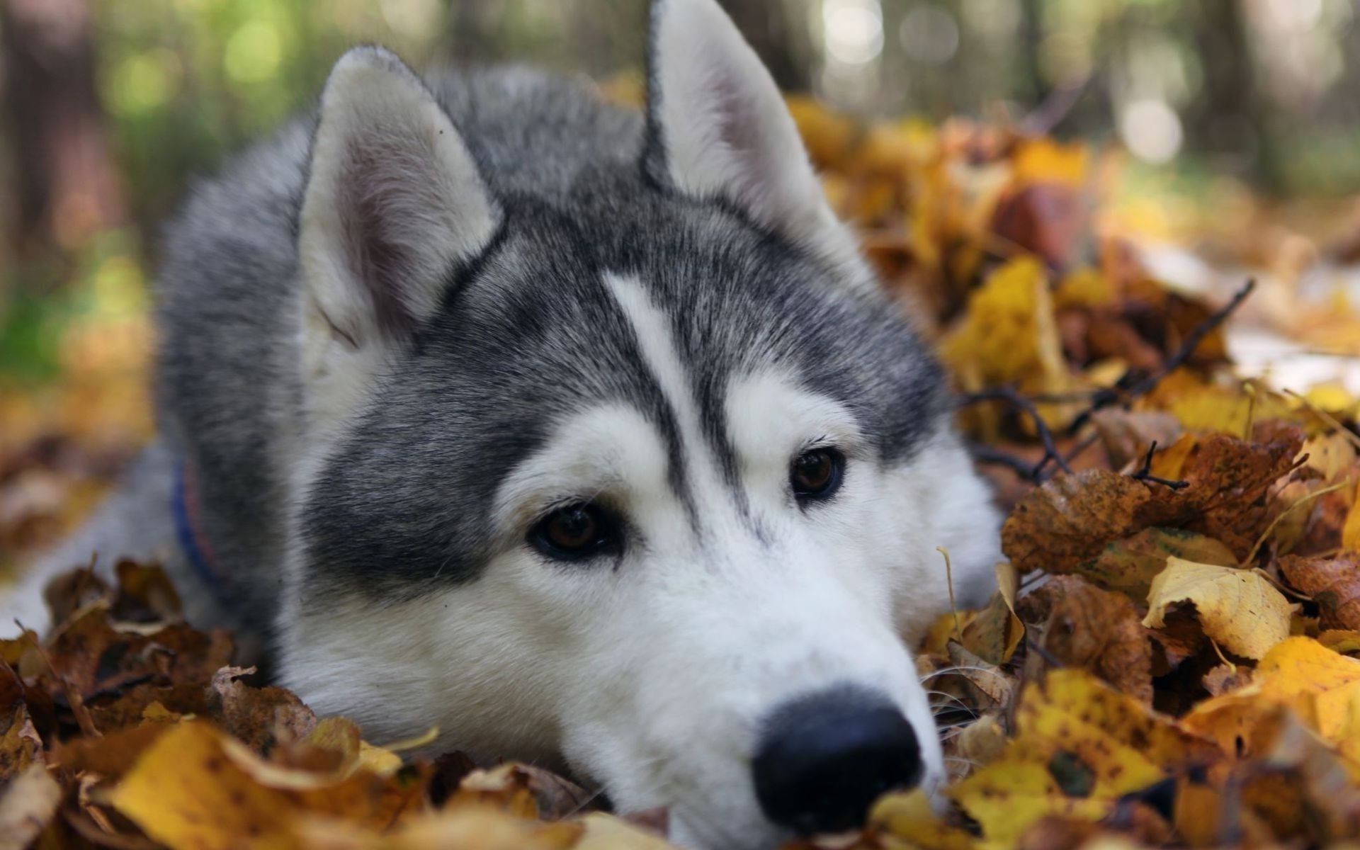 perros lindo retrato naturaleza mamífero animal otoño al aire libre perro ojo