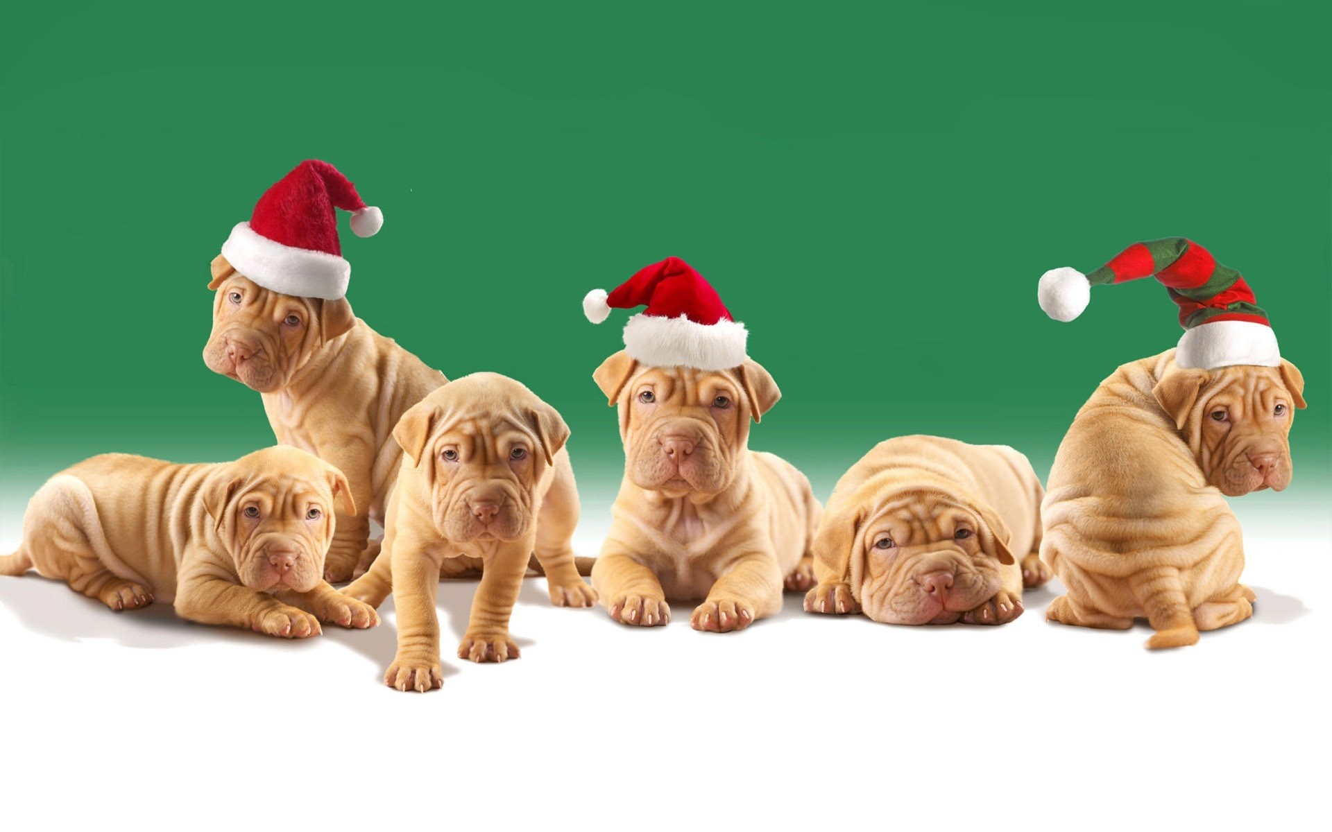 dogs little cute funny canine dog animals holiday