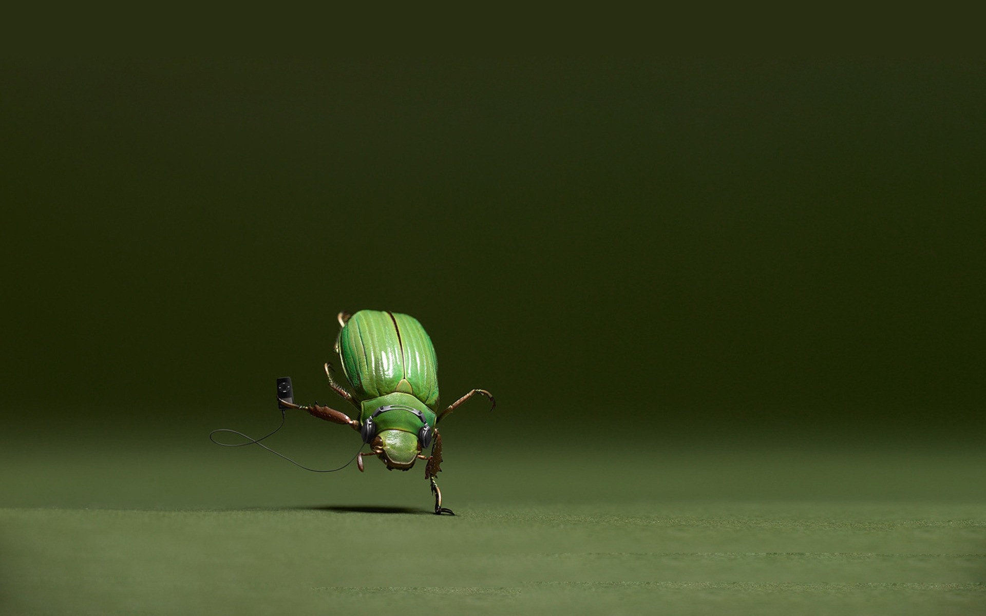 traitement photo insecte coléoptère nature faune feuille coccinelle herbe pluie animal mouche