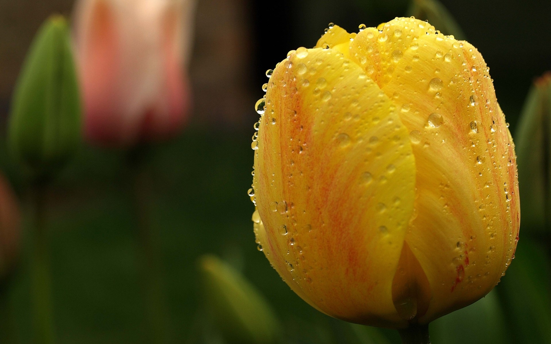 fleurs fleur nature tulipe feuille flore été jardin rosée lumineux amour pluie couleur à l extérieur pâques pétale