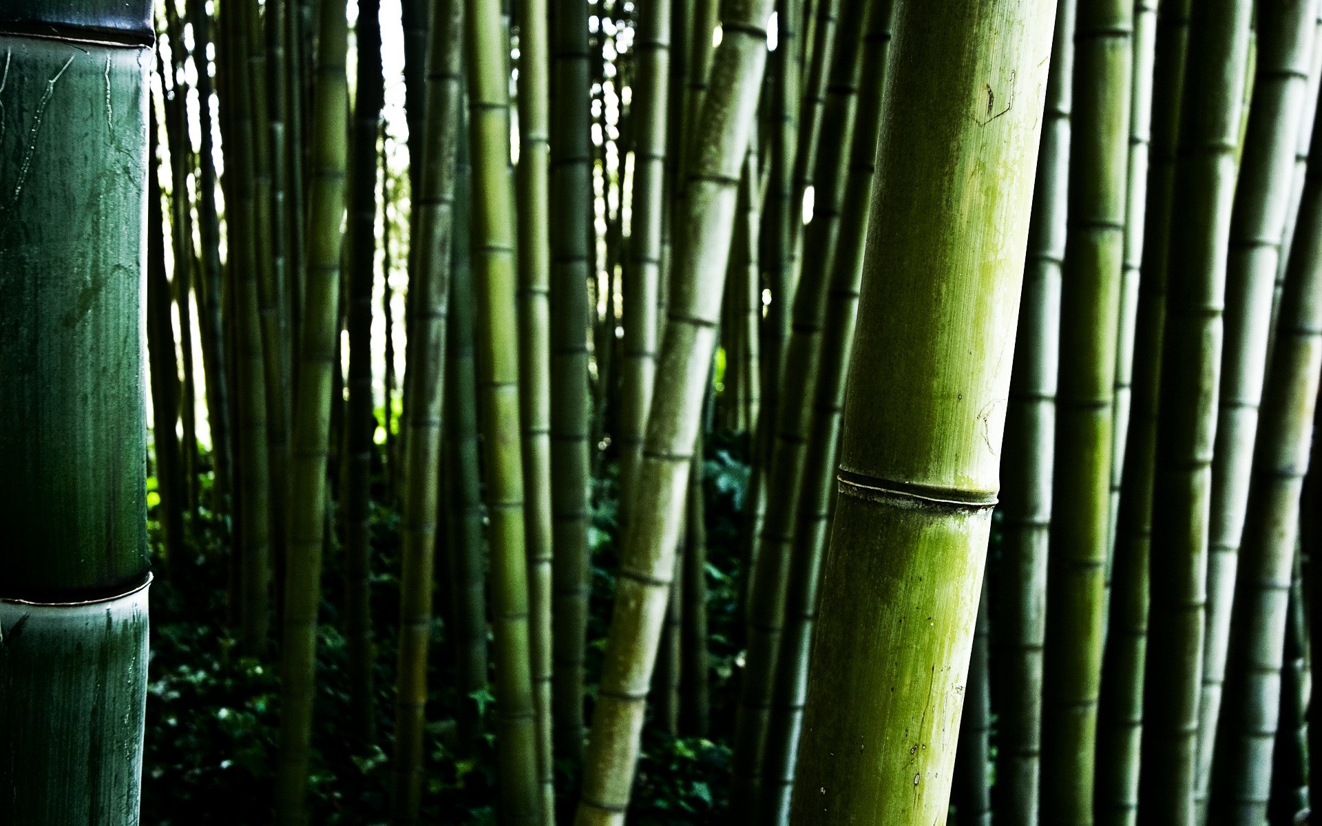 plants bamboo zen leaf lush tropical nature growth husk flora tree stick wood garden texture desktop