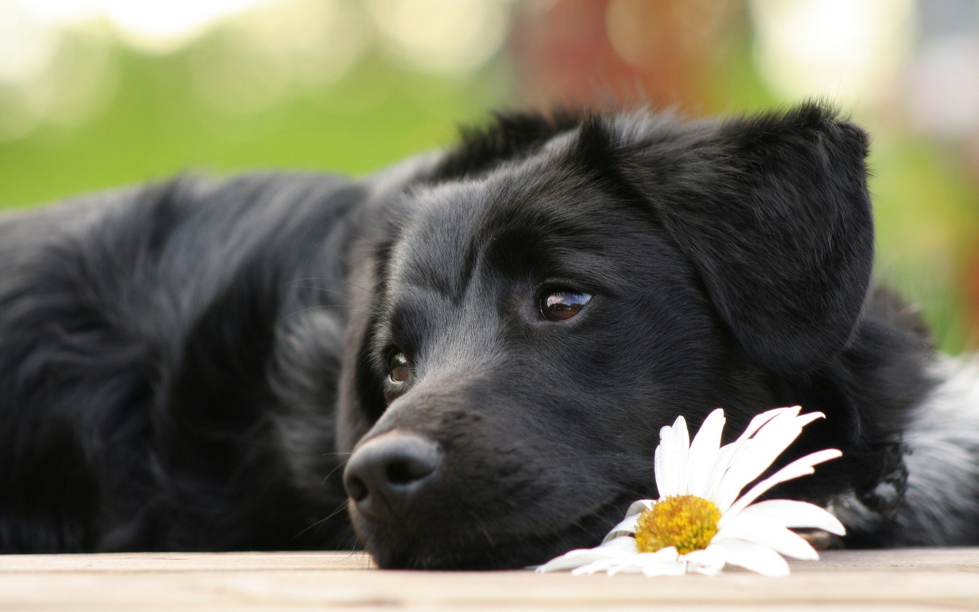 perros perro animal mascota mamífero lindo perro cachorro retrato joven pequeño doméstico ver piel