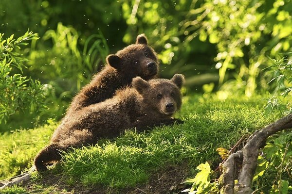 Les oursons se prélassent au soleil d été