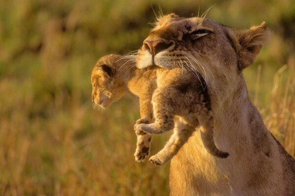 A lioness holds a newborn lion cub in her teeth