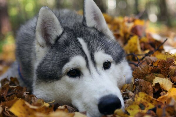 Der Husky liegt auf den Herbstblättern