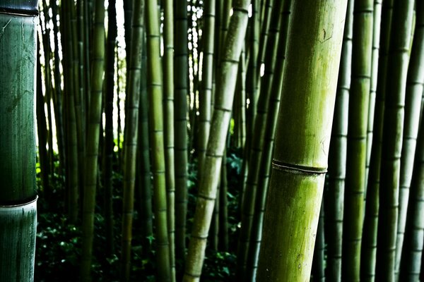 Bamboo thickets close-up