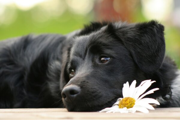 Der Hund ist ein treuer Freund des Menschen