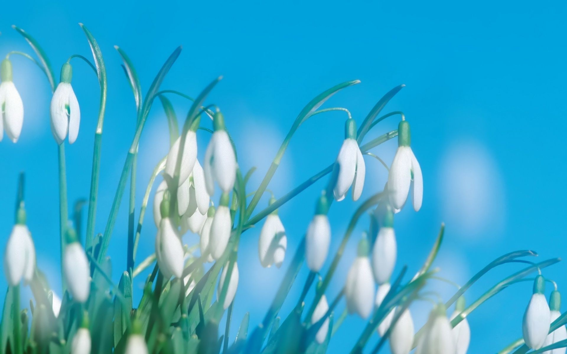 çiçekler doğa flora çimen çiçek bahçe büyüme saman sezon yaprak renk güzel hava parlak çevre yaz çiçek kabuk dostum paskalya masaüstü