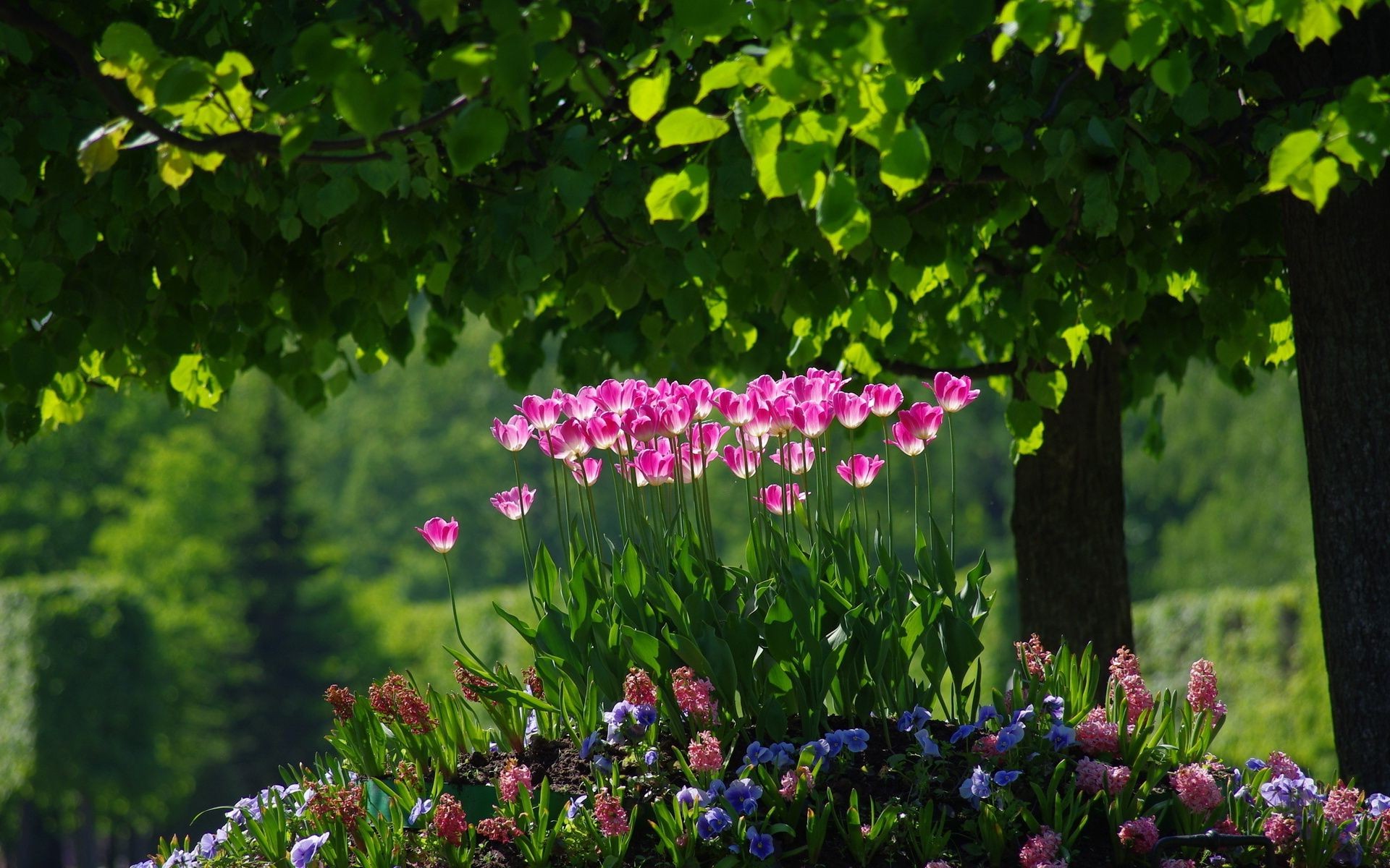 blumenbeete mit blumen blume garten natur blatt flora sommer park gras blühen baum blumen farbe landschaft rasen tulpe wachstum im freien jahreszeit hell