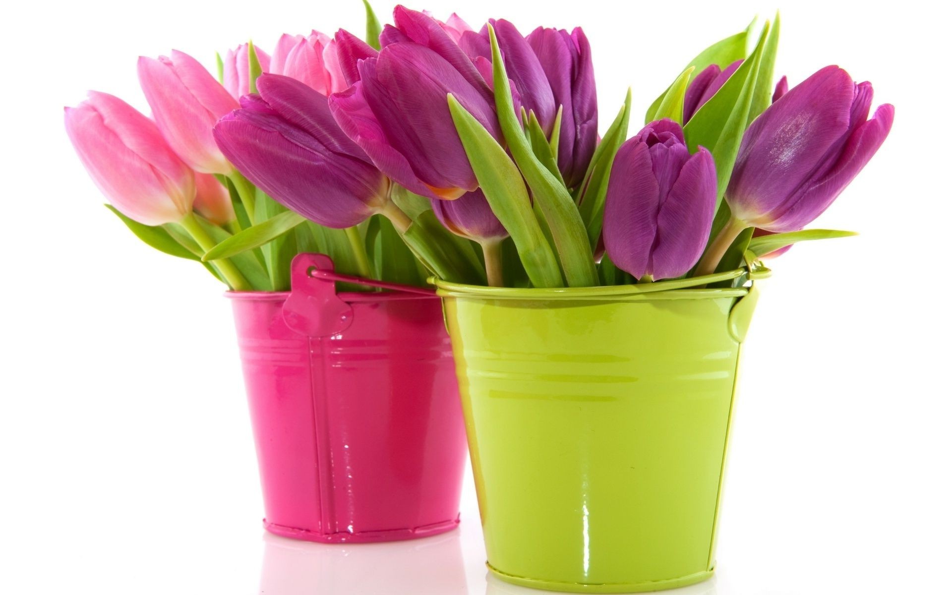 tulipani natura fiore di pasqua vivid leaf isolato tulipano flora bouquet di amore vaso floreale di colore romantico regalo