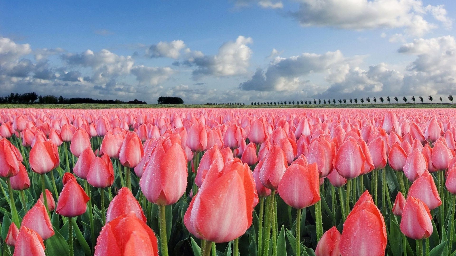 tulipanes naturaleza tulipán flor verano flora hoja jardín color brillante campo al aire libre