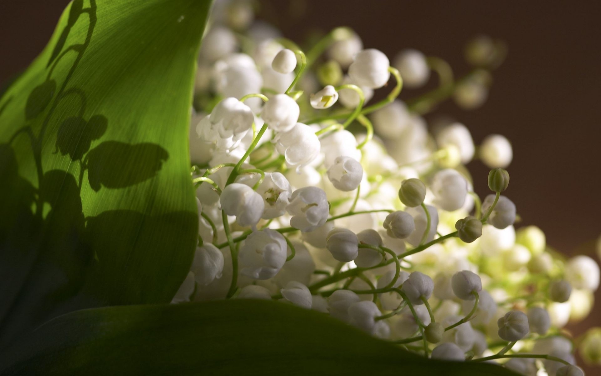 kwiaty natura flora kwiat liść ogród kolor lato kwiatowy drzewo oddział zbliżenie piękne sezon światło jasne na zewnątrz