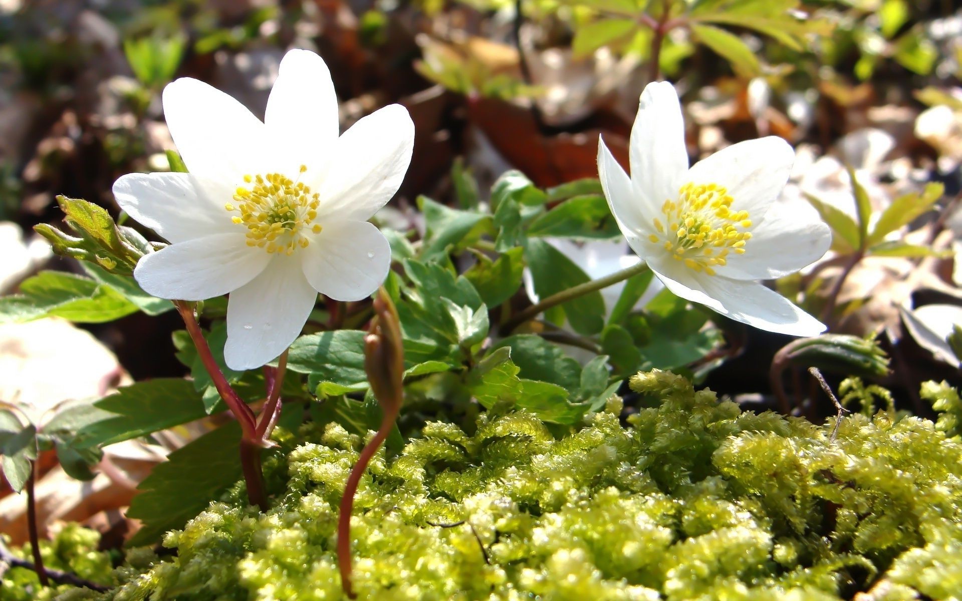 çiçekler doğa çiçek yaprak flora açık havada çiçeklenme bahçe yaz anemon petal büyüme güzel hava koşulları