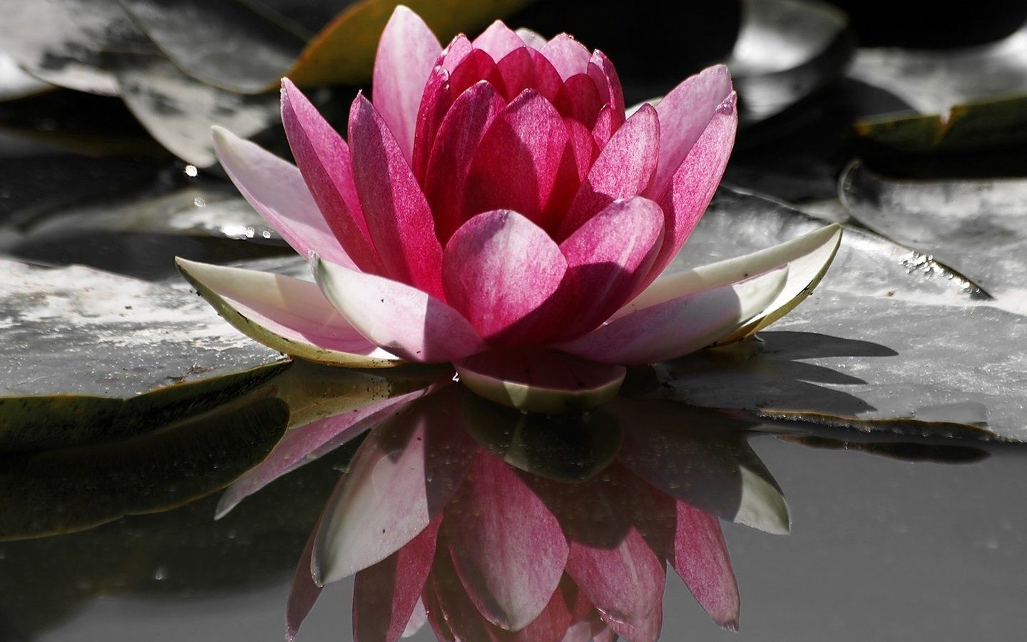 flowers in water lotus pool flower nature lily leaf flora garden petal exotic aquatic blooming summer tropical waterlily swimming