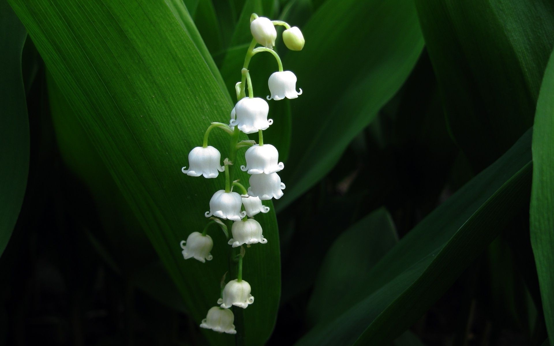 gros plan feuille flore nature fleur jardin floral