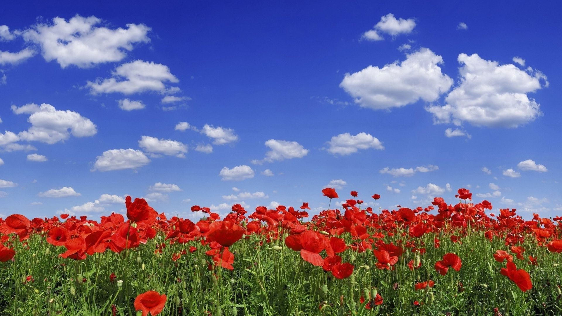 feld der blumen poppy blume feld natur heuhaufen sommer flora des ländlichen landschaft gras saison farbe garten himmel floral hell sonne gutes wetter landschaft