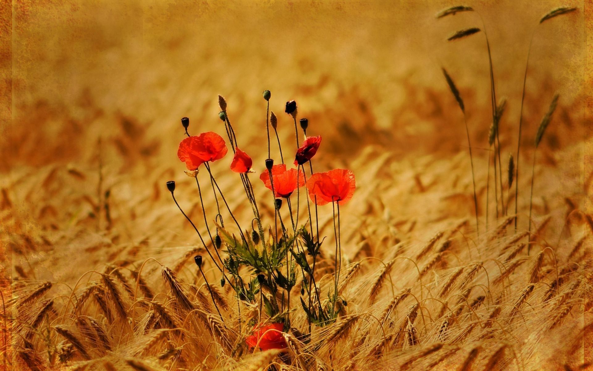 blumen feld natur poppy blume des ländlichen sonne gras sommer im freien flora landschaft gutes wetter heuhaufen bauernhof weide farbe landwirtschaft wachstum saison