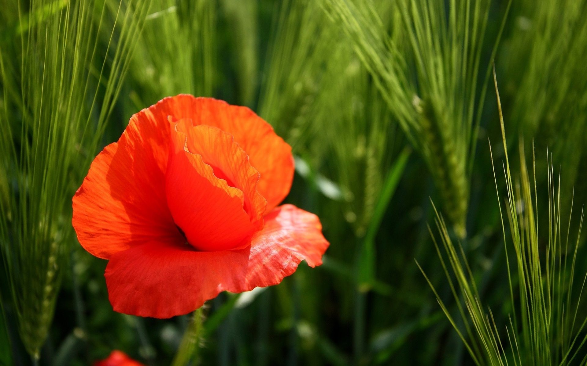 flores naturaleza verano campo flora hierba crecimiento flor heno rural hoja brillante al aire libre poppy jardín color sol buen tiempo