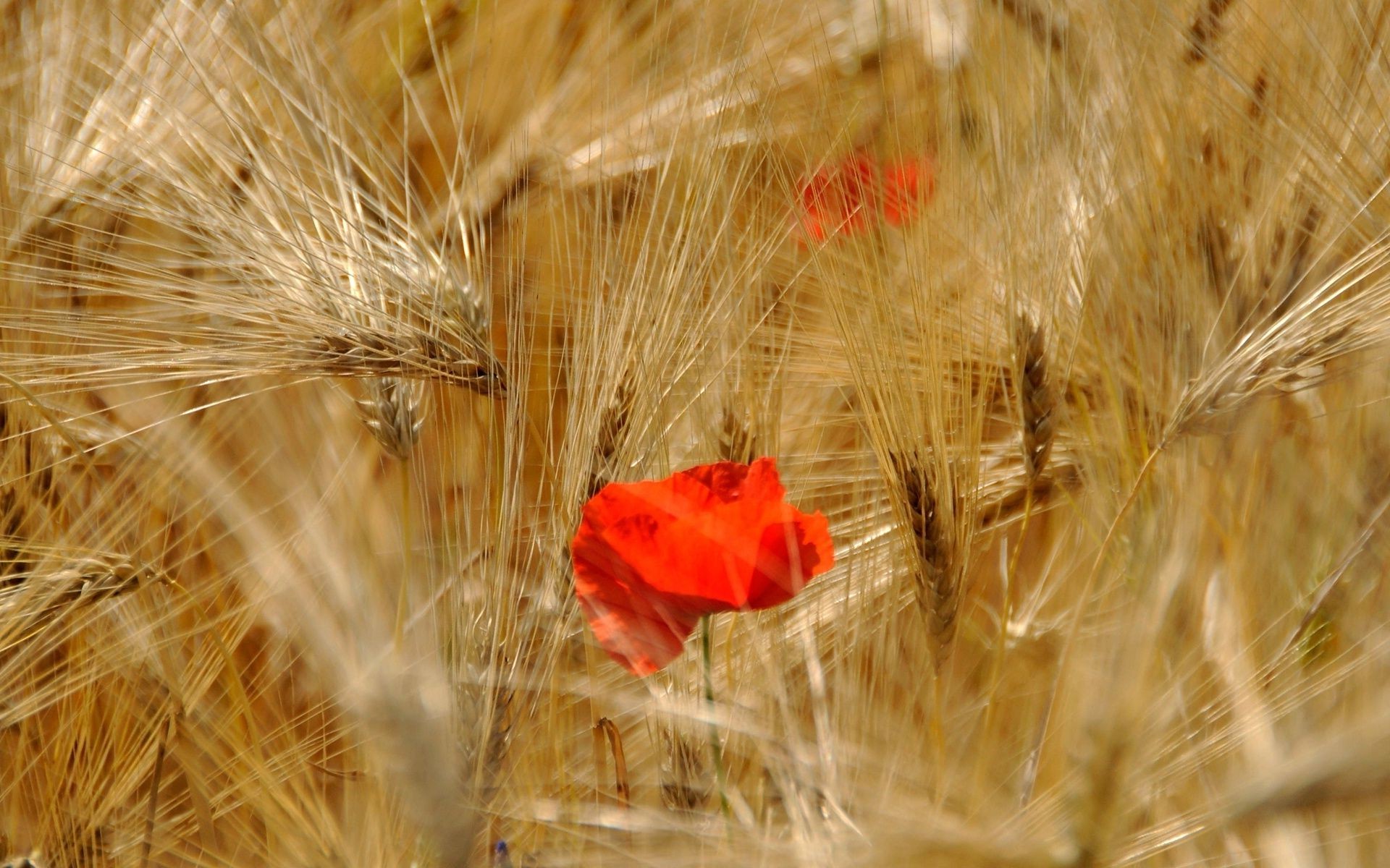 fiori grano fiocchi mais pane segale rurale seme pascolo oro paglia campo raccolto fattoria campagna orzo natura agricoltura farina