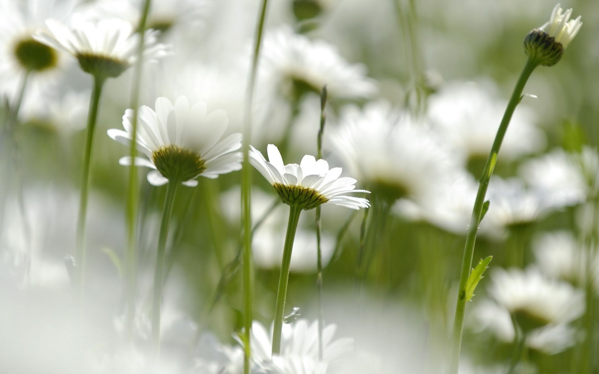 marguerites nature été champ flore fleur herbe croissance foin beau temps jardin soleil rural lumineux saison feuille gros plan floral à l extérieur