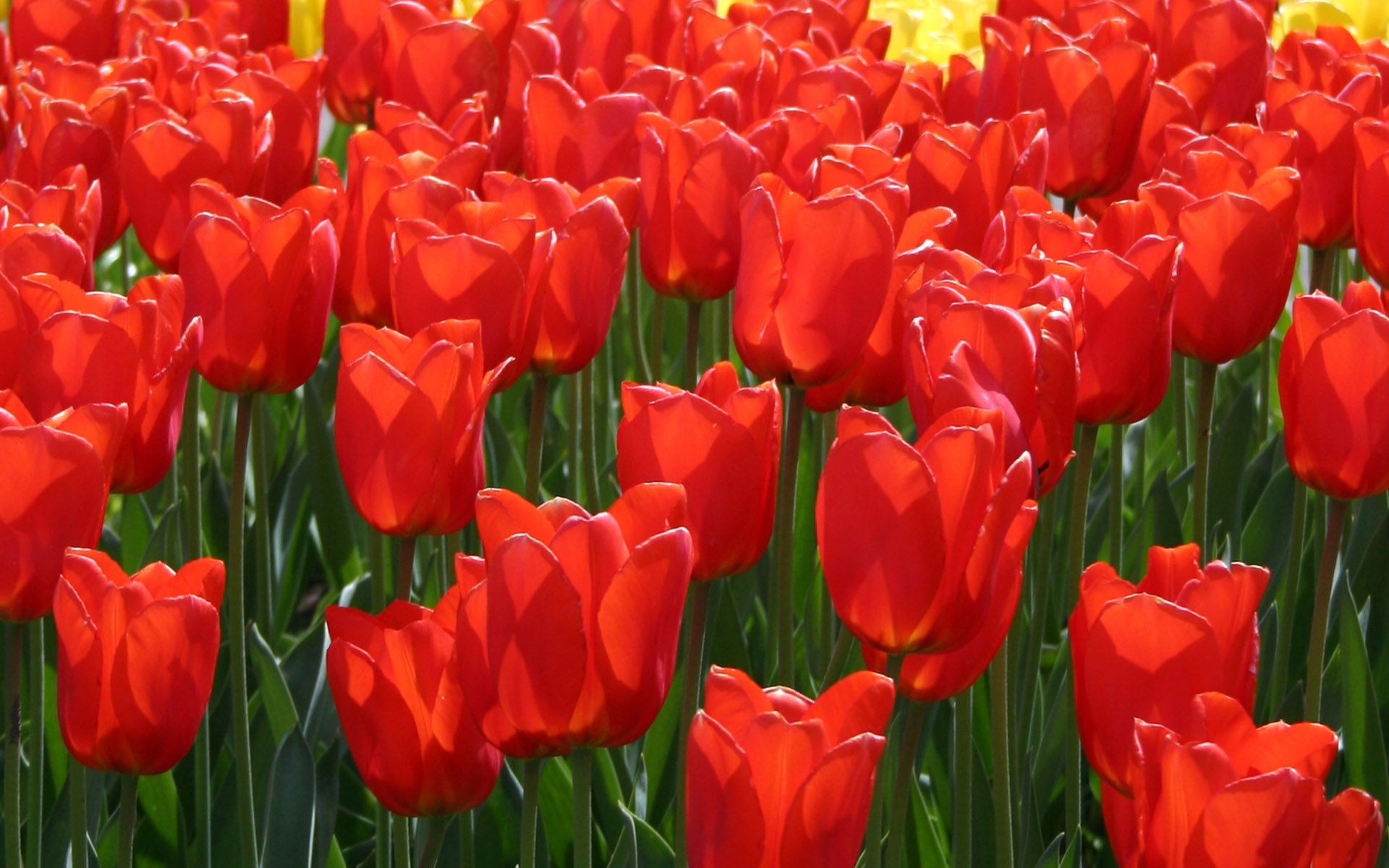 tulipany tulipan ogród natura kwiat flora liść pole lato jasny kolor kwiatowy sezon wzrostu wielkanoc lampa płatek bukiet jasny park