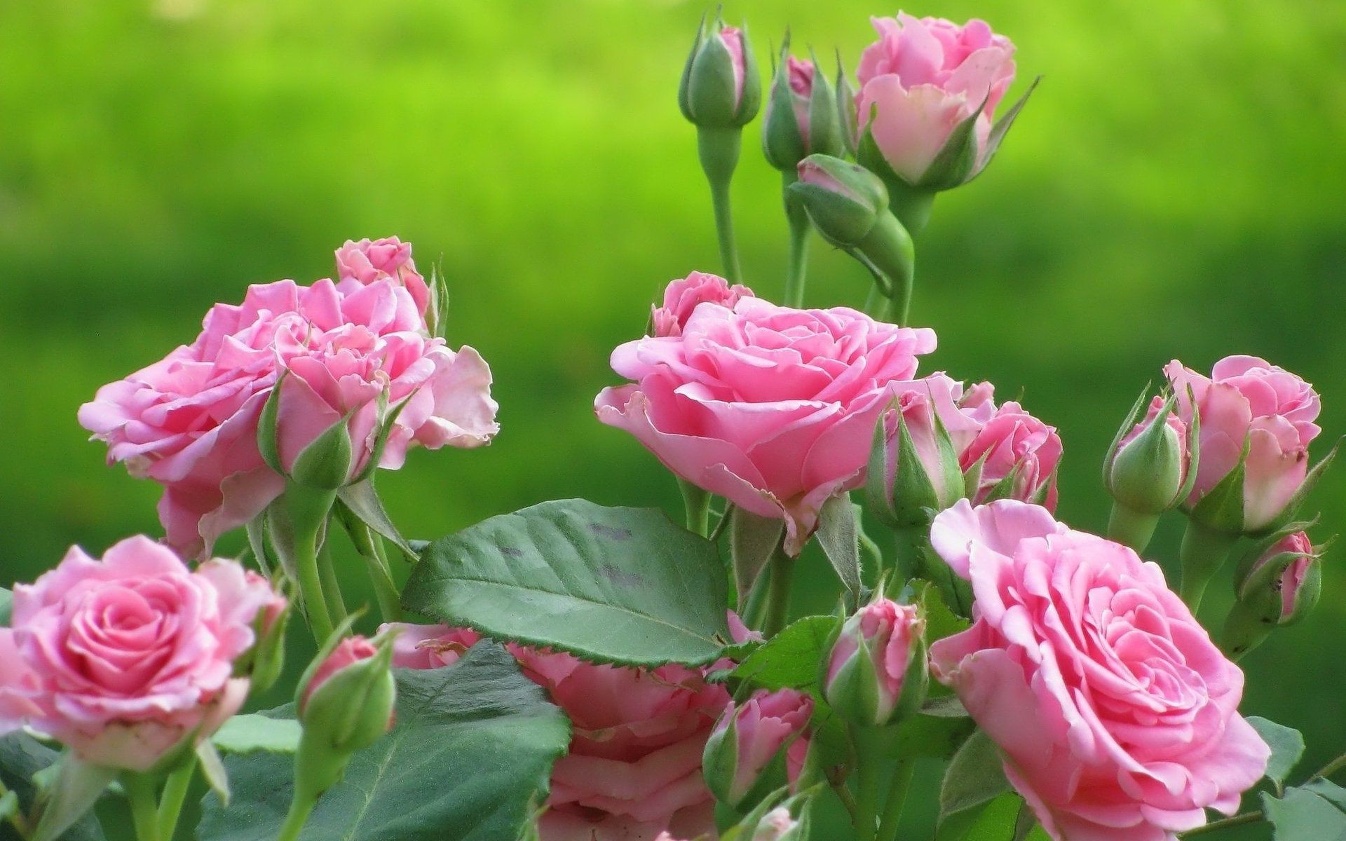 güller çiçek flora doğa taçyaprağı çiçek yaprak çiçeklenme bahçe buket aşk yaz romantizm renk romantik dostum parlak küme