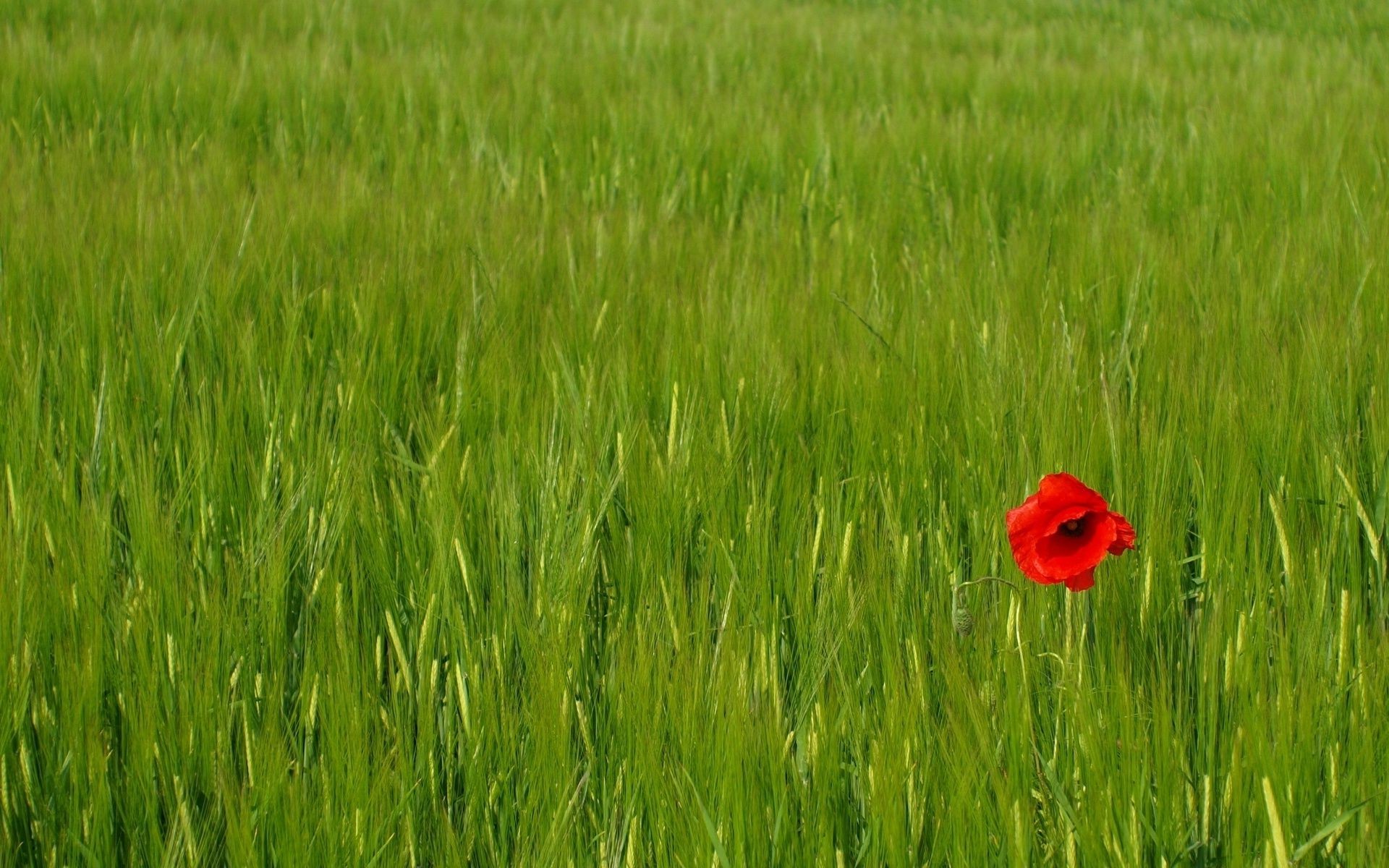 kwiaty pole wiejskie pszenica pastwisko gospodarstwo płatki sianokosy trawa wzrost rolnictwo lato wieś zbiory natura flora kraj krajobraz na zewnątrz środowisko