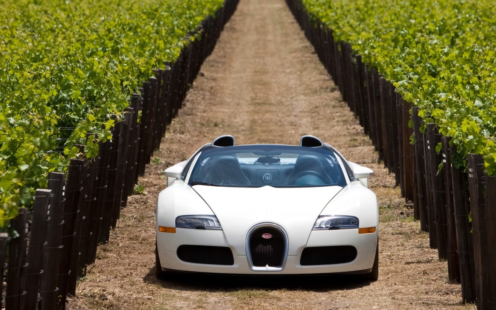 bugatti outdoors road landscape travel vehicle agriculture transportation system nature bugatti veyron white bugatti veyron cabrio