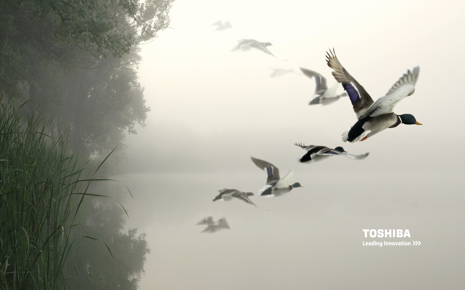 toshiba oiseau nature la faune en plein air ciel eau