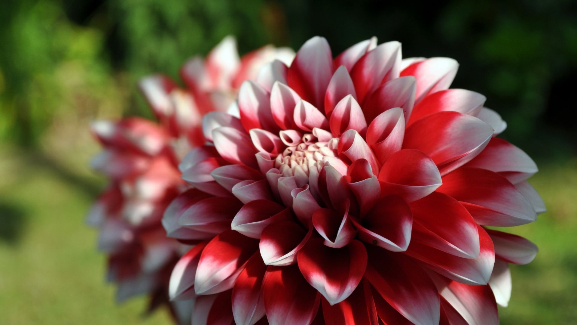 nahaufnahme natur blume sommer flora garten blütenblatt blatt blumen farbe blühen dahlia schön hell schließen saison