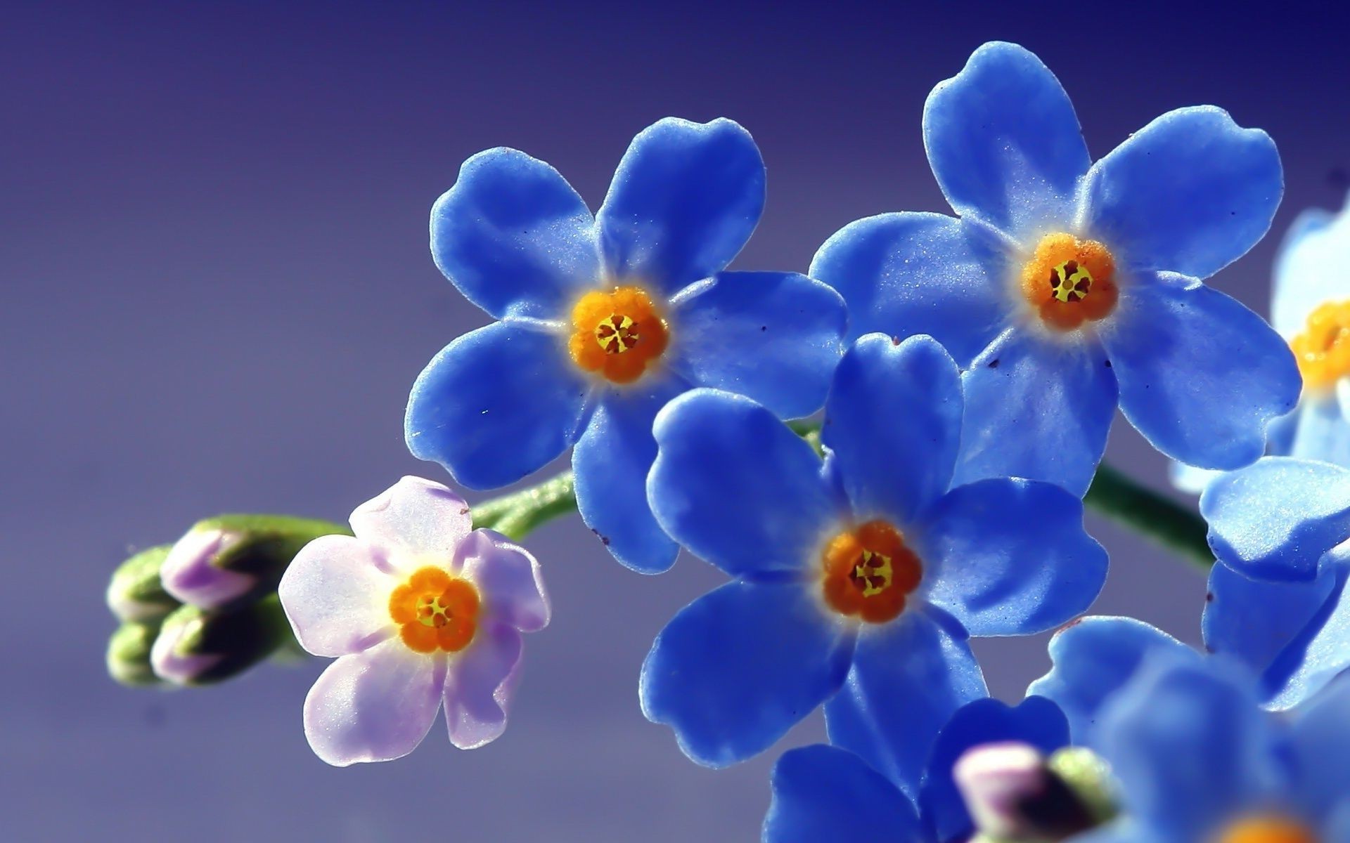 Синие цветы flowers бесплатно