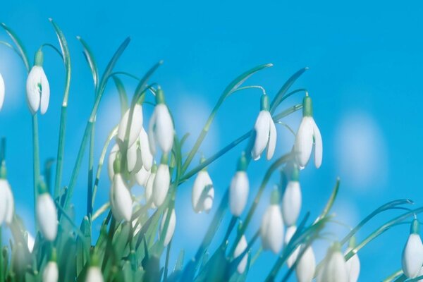 Snowdrops brancos no fundo do céu azul