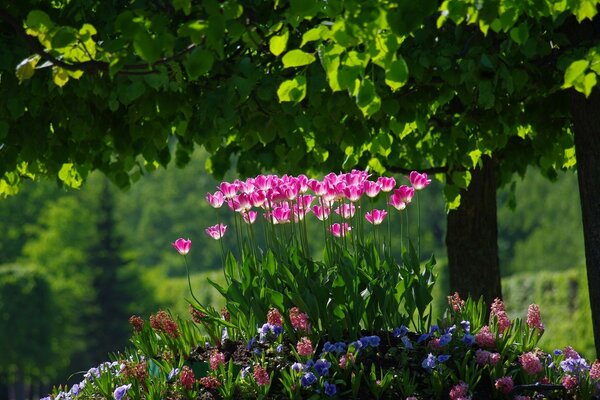 Flower beds in nature by the water