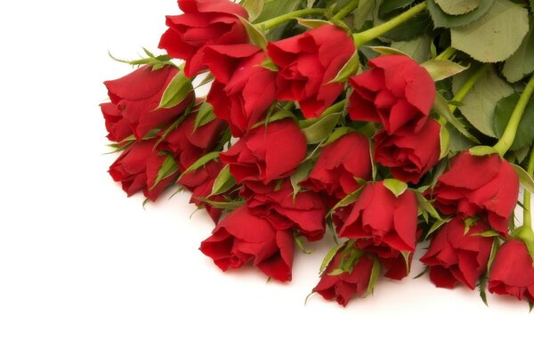 Bouquet of red roses on a white background