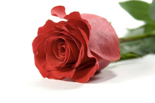 A red rose is a sign of sympathy