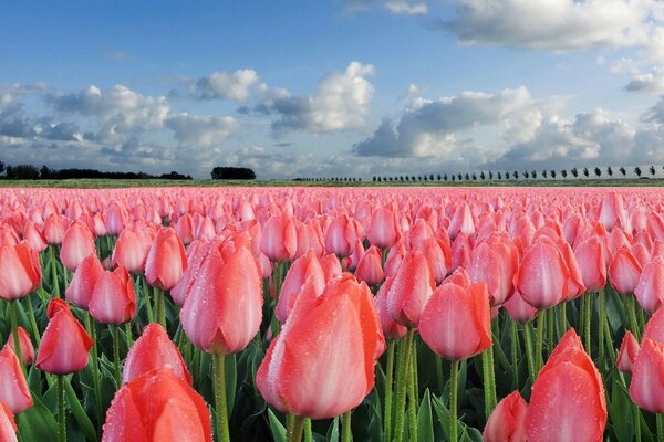 Um campo infinito de tulipas cor-de-rosa