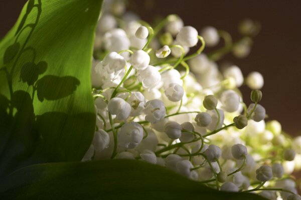 Feuilles vertes et fleurs blanches de muguet