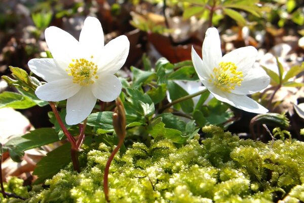 Weiße Blume, die auf einer Lichtung wächst