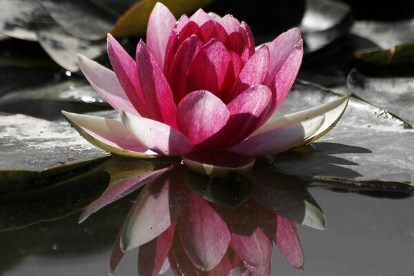 A water lily on the lake has opened its petals