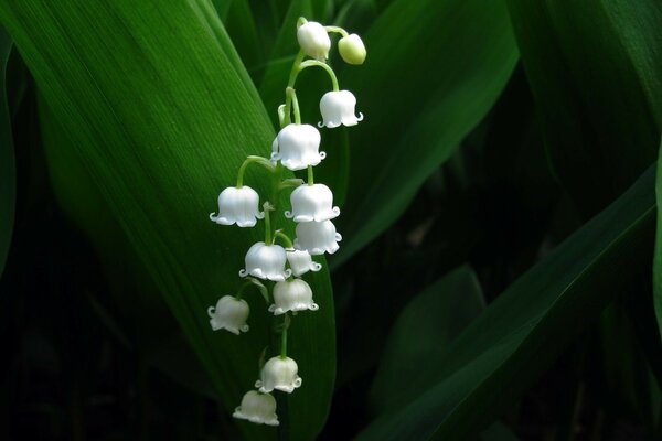 Delicate lily of the valley on a green background