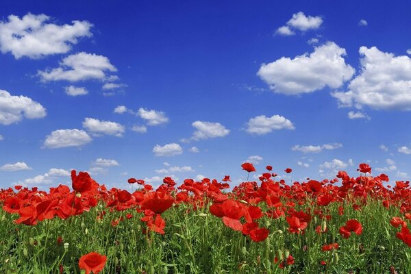 Poppy field on a sunny summer day