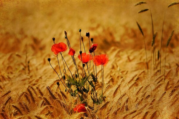 Las flores rojas crecen en un campo de trigo